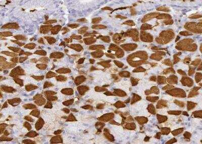 Immunohistochemistry-Paraffin: Creatine Kinase BB Antibody [NBP1-84460]