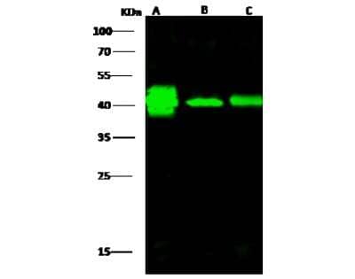 Western Blot: Creatine Kinase BB Antibody [NBP3-00288]