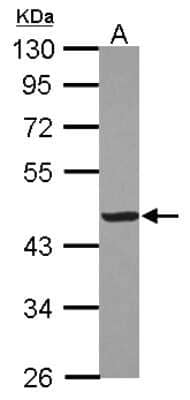 Western Blot: Creatine Kinase, Muscle/CKMM Antibody [NBP2-16003]