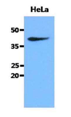 Western Blot: Creatine kinase MT 1A Antibody (17A2)BSA Free [NBP2-42664]