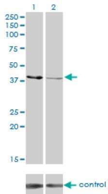 Western Blot: Creatine kinase MT 1B Antibody (2C8) [H00001159-M04]