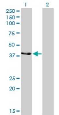 Western Blot: Creatine kinase MT 1B Antibody (2C8) [H00001159-M04]