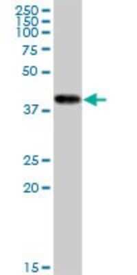 Western Blot: Creatine kinase MT 1B Antibody (2C9) [H00001159-M16]