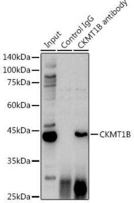 Immunoprecipitation: Creatine kinase MT 1B Antibody - Azide and BSA Free [NBP3-05655]