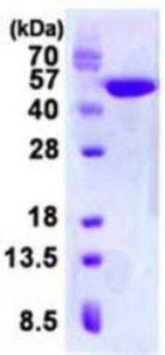 SDS-PAGE: Recombinant Human Creatine kinase MT 1B His Protein [NBP1-98939]