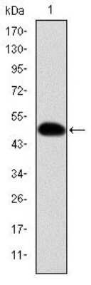 Western Blot: Crk Antibody (3G11E8)BSA Free [NBP2-37568]