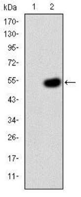 Western Blot: Crk Antibody (3G11E8)BSA Free [NBP2-37568]