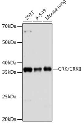 Western Blot: Crk Antibody (4Y2C2) [NBP3-16830]