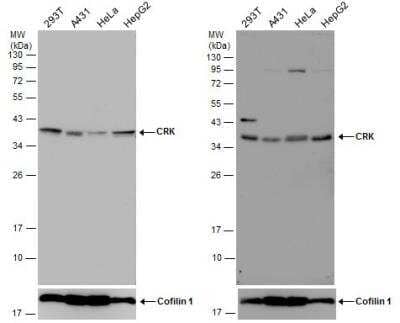 Western Blot: Crk Antibody [NBP1-32044]