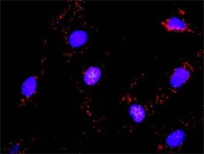Proximity Ligation Assay: CrkL Antibody (4B5) [H00001399-M03]