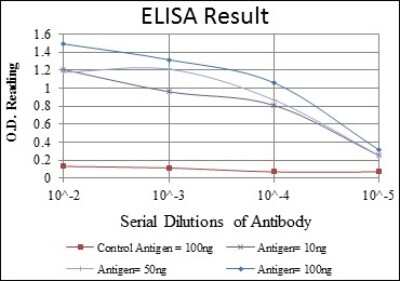 ELISA: CrkL Antibody (5E12) - BSA Free [NBP2-37586]