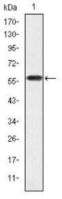 Western Blot: CrkL Antibody (5E12)BSA Free [NBP2-37586]