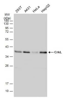 Western Blot: CrkL Antibody (GT466) [NBP3-13625]