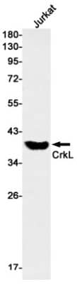 Western Blot: CrkL Antibody (S02-3D8) [NBP3-19852]