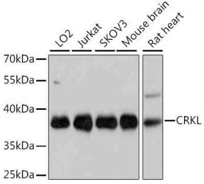 Western Blot: CrkL AntibodyAzide and BSA Free [NBP2-92946]