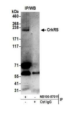 Immunoprecipitation: CrkRS Antibody [NB100-87011]