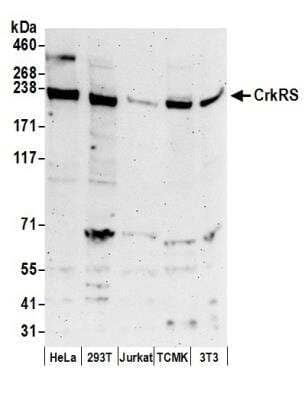 Western Blot: CrkRS Antibody [NB100-87011]