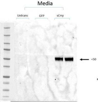 Western Blot: Crry Antibody (8A/E6) [NBP3-11264]