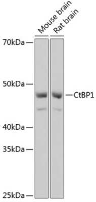 Western Blot: CtBP1 Antibody (1I7G6) [NBP3-15412]