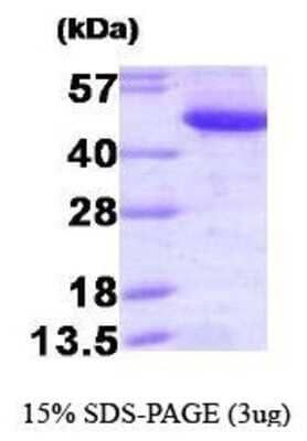 SDS-PAGE: Recombinant Human CtBP1 Protein [NBP1-41161]