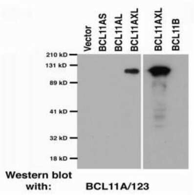 Western Blot: Ctip1 Antibody (BCL11A/123)BSA Free [NBP2-50115]