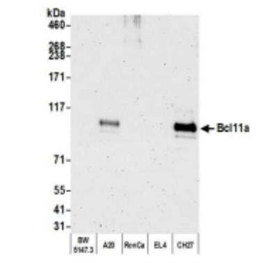 Western Blot: Ctip1 Antibody (BLR073G) [NBP2-78710]