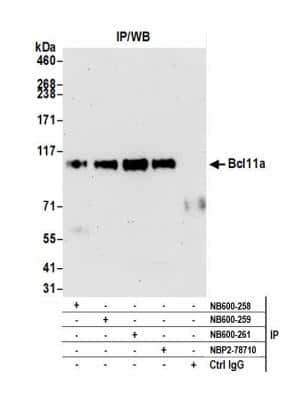 Immunoprecipitation: Ctip1 Antibody [NB600-261]