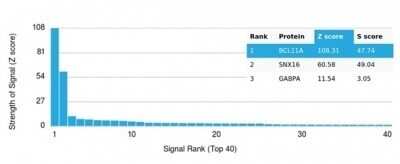 Protein Array: Ctip1 Antibody (PCRP-BCL11A-1G10) - Azide and BSA Free [NBP3-14140]