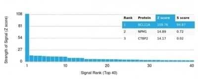 Protein Array: Ctip1 Antibody (PCRP-BCL11A-1H3) [NBP3-13738]