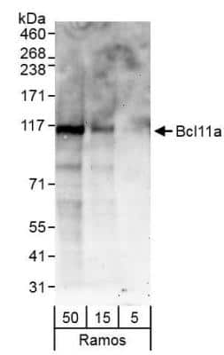 Western Blot: Ctip1 Antibody [NB600-258]