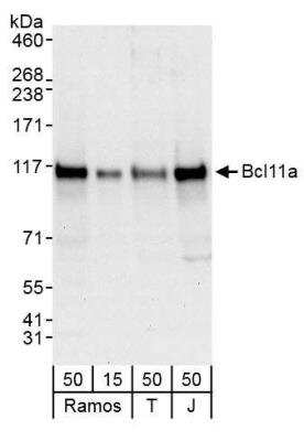Western Blot: Ctip1 Antibody [NB600-261]