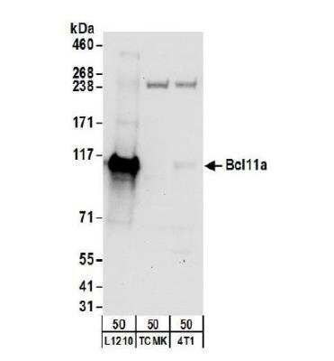 Western Blot: Ctip1 Antibody [NB600-261]