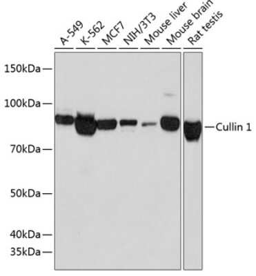 Western Blot: Cullin 1 Antibody (5I5Z3) [NBP3-15623]