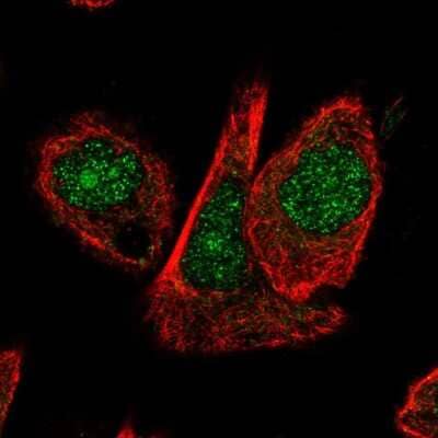 Immunocytochemistry/ Immunofluorescence: Cullin 1 Antibody [NBP2-57031]