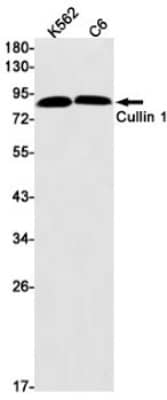 Western Blot: Cullin 1 Antibody (S05-3D2) [NBP3-19613]