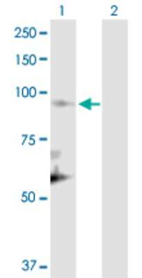 Western Blot: Cullin 1 Antibody [H00008454-D01P]