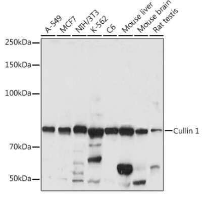 Western Blot: Cullin 1 AntibodyAzide and BSA Free [NBP3-16092]