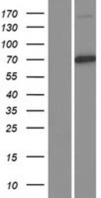 Western Blot: Cullin 1 Overexpression Lysate [NBL1-09606]