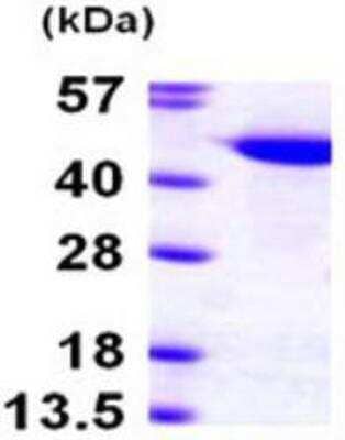 SDS-PAGE: Recombinant Human Cullin 1 His Protein [NBP1-49441]