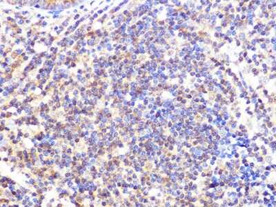 Immunohistochemistry-Paraffin: Cullin 2 Antibody (4Y7E4) [NBP3-16546]