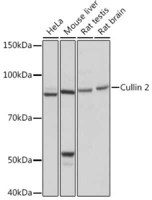 Western Blot: Cullin 2 Antibody (4Y7E4) [NBP3-16546]