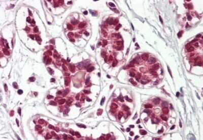 Immunohistochemistry-Paraffin: Cullin 2 Antibody [NBP1-49873]
