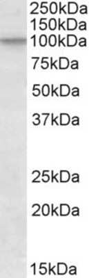 Western Blot: Cullin 2 Antibody [NBP1-49873]