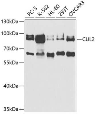 Western Blot: Cullin 2 AntibodyBSA Free [NBP2-92651]