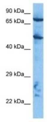 Western Blot: Cullin 2 Antibody [NBP3-10871]