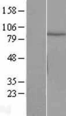 Western Blot: Cullin 2 Overexpression Lysate [NBL1-09607]