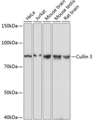 Western Blot: Cullin 3 Antibody (7W3E3) [NBP3-15821]