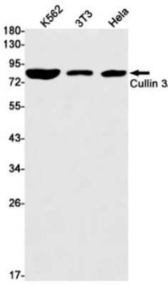 Western Blot: Cullin 3 Antibody (S09-4D1) [NBP3-15017]