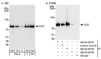 Western Blot: Cullin 3 Antibody [NB100-58788]