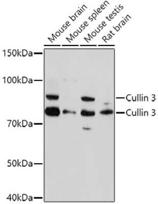 Western Blot: Cullin 3 AntibodyAzide and BSA Free [NBP2-92872]